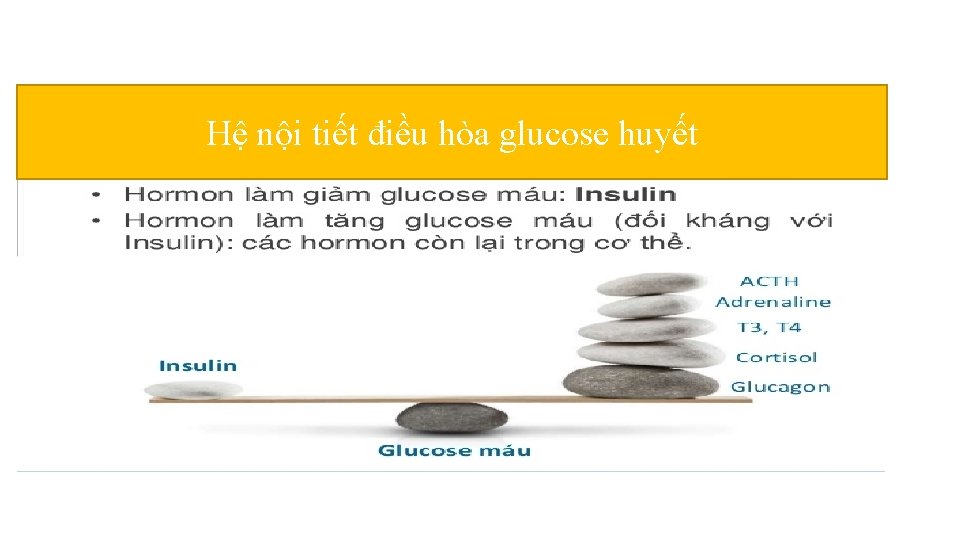 Hệ nội tiết điều hòa glucose huyết Hệ nội tiết điều hòa glucose huyết