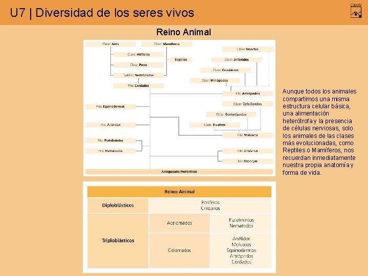 U 7 | Diversidad de los seres vivos Reino Animal Aunque todos los animales