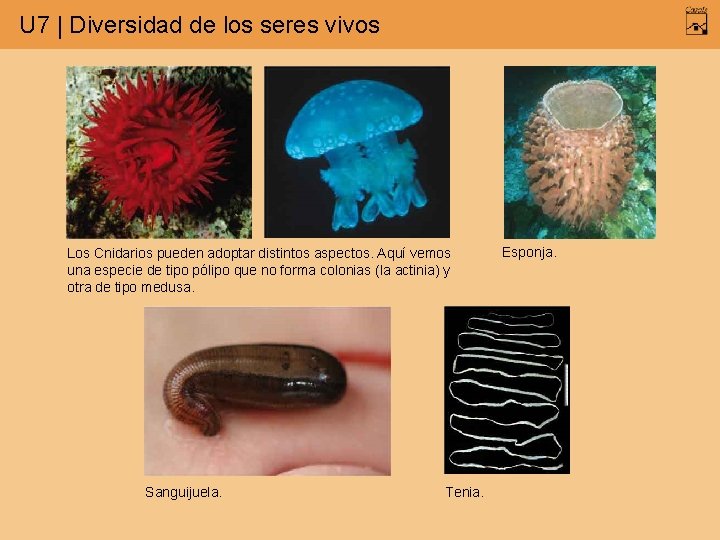 U 7 | Diversidad de los seres vivos Los Cnidarios pueden adoptar distintos aspectos.