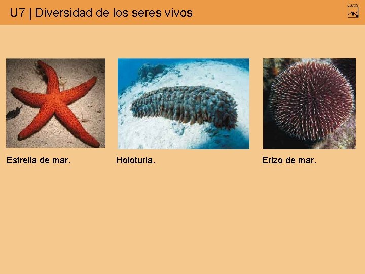 U 7 | Diversidad de los seres vivos Estrella de mar. Holoturia. Erizo de