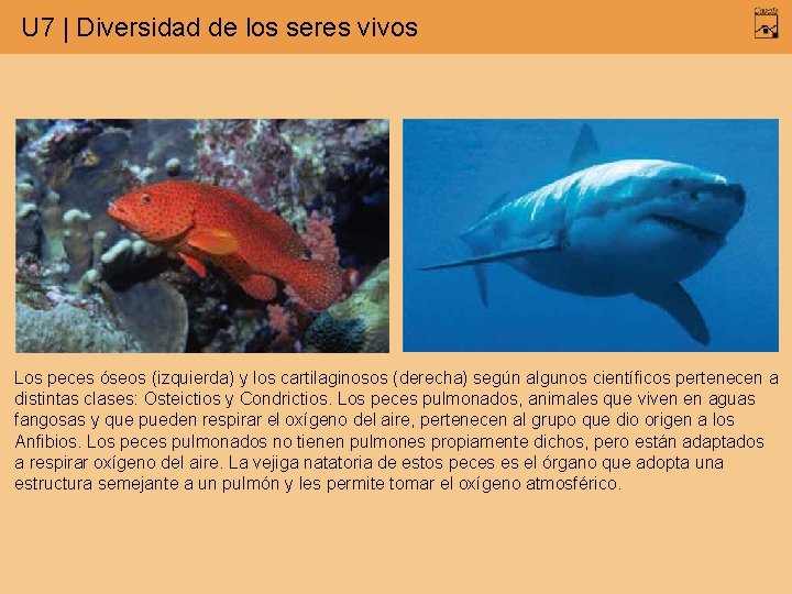 U 7 | Diversidad de los seres vivos Los peces óseos (izquierda) y los