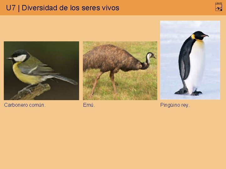 U 7 | Diversidad de los seres vivos Carbonero común. Emú. Pingüino rey. 