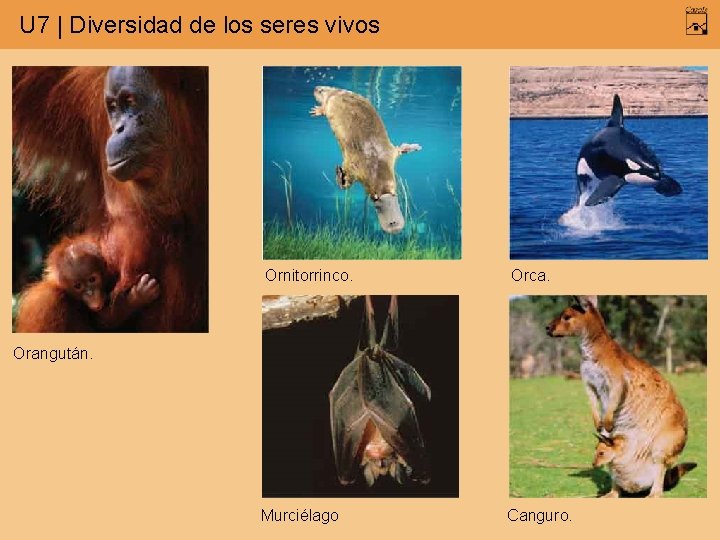 U 7 | Diversidad de los seres vivos Ornitorrinco. Orca. Murciélago Canguro. Orangután. 