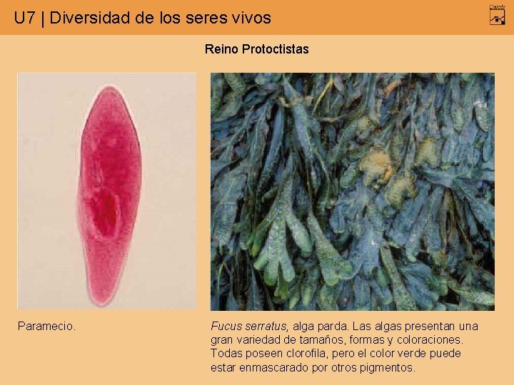 U 7 | Diversidad de los seres vivos Reino Protoctistas Paramecio. Fucus serratus, alga