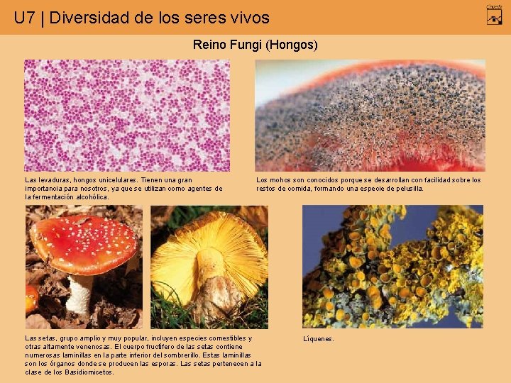 U 7 | Diversidad de los seres vivos Reino Fungi (Hongos) Las levaduras, hongos