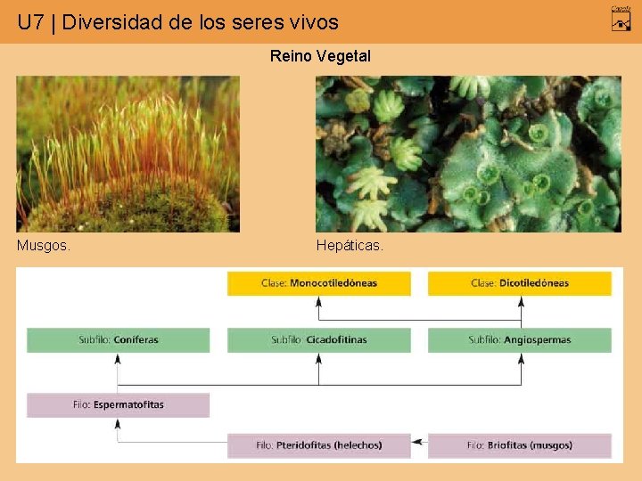 U 7 | Diversidad de los seres vivos Reino Vegetal Musgos. Hepáticas. 