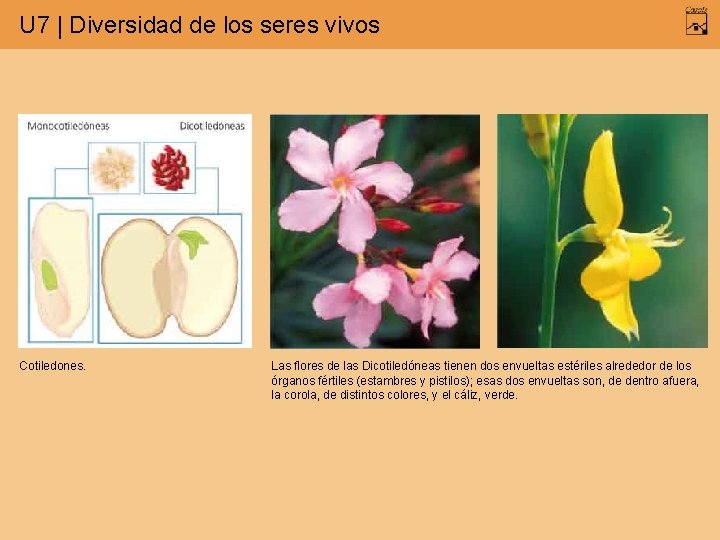 U 7 | Diversidad de los seres vivos Cotiledones. Las flores de las Dicotiledóneas