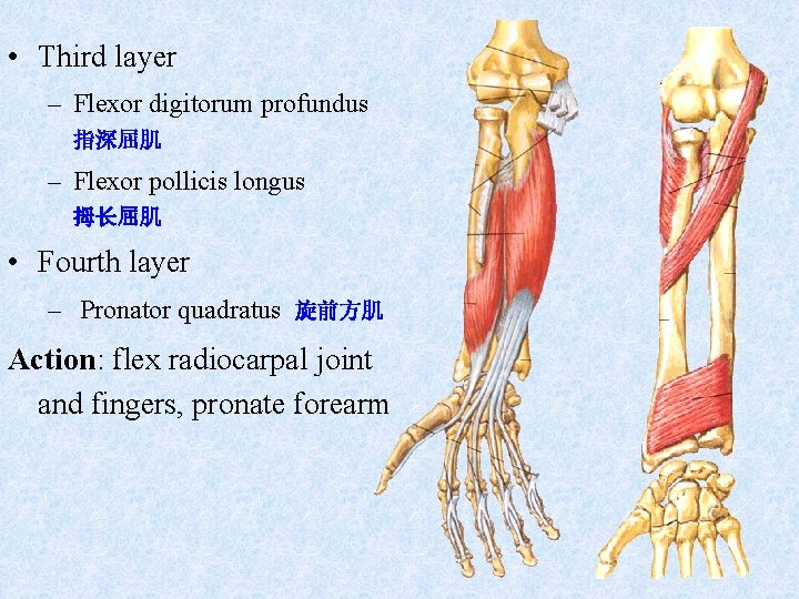  • Third layer – Flexor digitorum profundus 指深屈肌 – Flexor pollicis longus 拇长屈肌