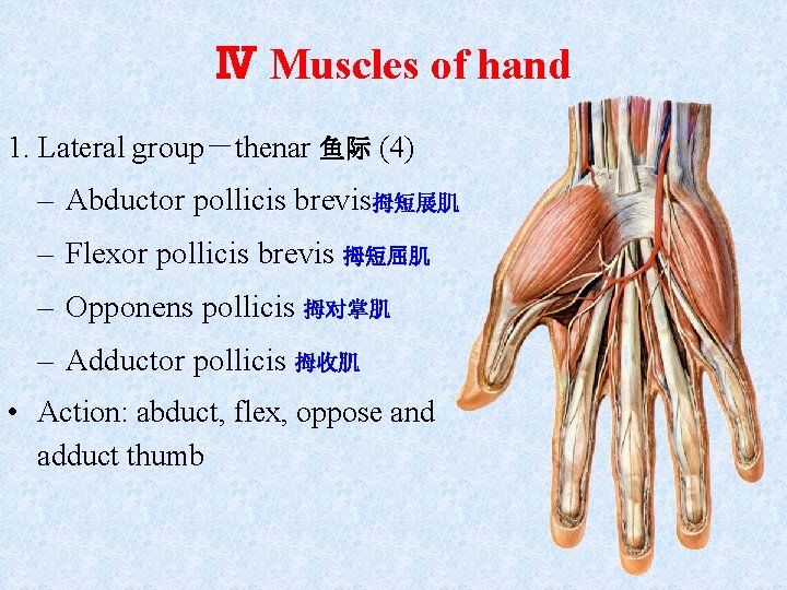 Ⅳ Muscles of hand 1. Lateral group－thenar 鱼际 (4) – Abductor pollicis brevis拇短展肌 –