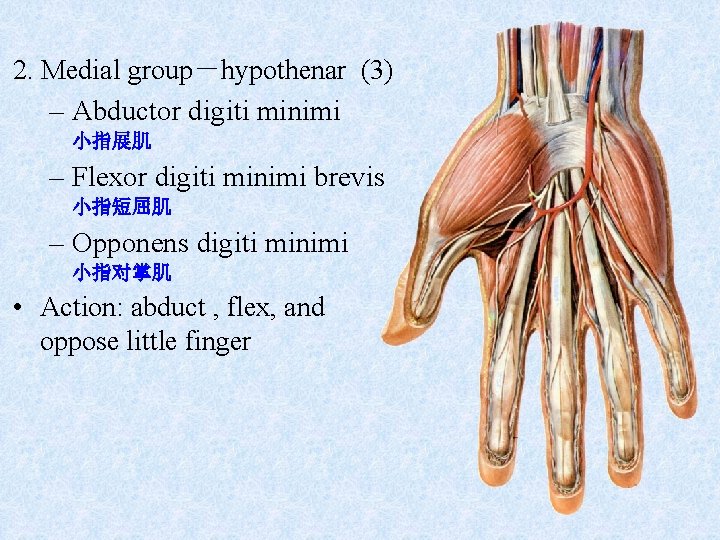 2. Medial group－hypothenar (3) – Abductor digiti minimi 小指展肌 – Flexor digiti minimi brevis