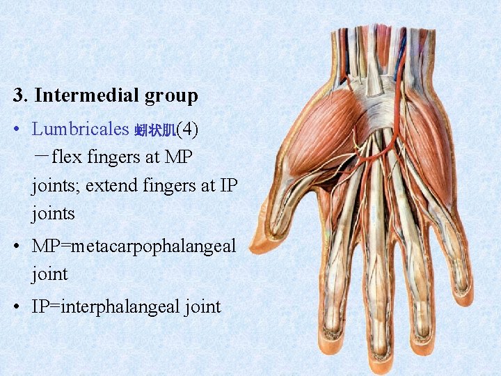 3. Intermedial group • Lumbricales 蚓状肌(4) －flex fingers at MP joints; extend fingers at