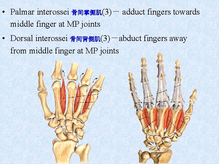  • Palmar interossei 骨间掌侧肌(3)－ adduct fingers towards middle finger at MP joints •