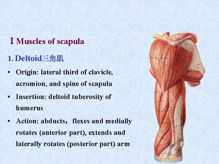 ⅠMuscles of scapula 1. Deltoid三角肌 • Origin: lateral third of clavicle, acromion, and spine