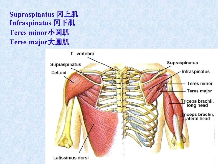 Supraspinatus 冈上肌 Infraspinatus 冈下肌 Teres minor小圆肌 Teres major大圆肌 