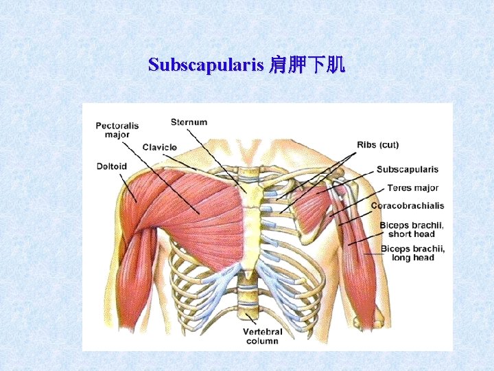Subscapularis 肩胛下肌 