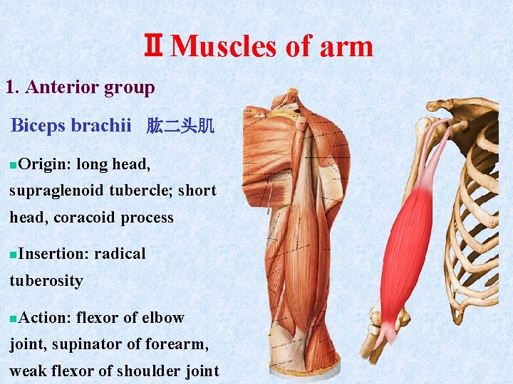 ⅡMuscles of arm 1. Anterior group Biceps brachii 肱二头肌 n. Origin: long head, supraglenoid