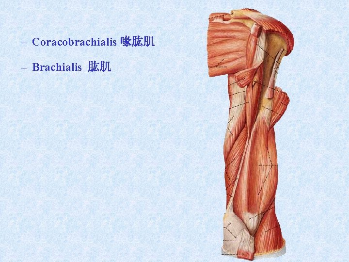– Coracobrachialis 喙肱肌 – Brachialis 肱肌 