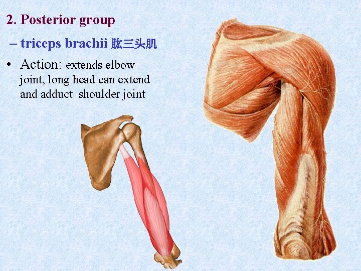 2. Posterior group – triceps brachii 肱三头肌 • Action: extends elbow joint, long head