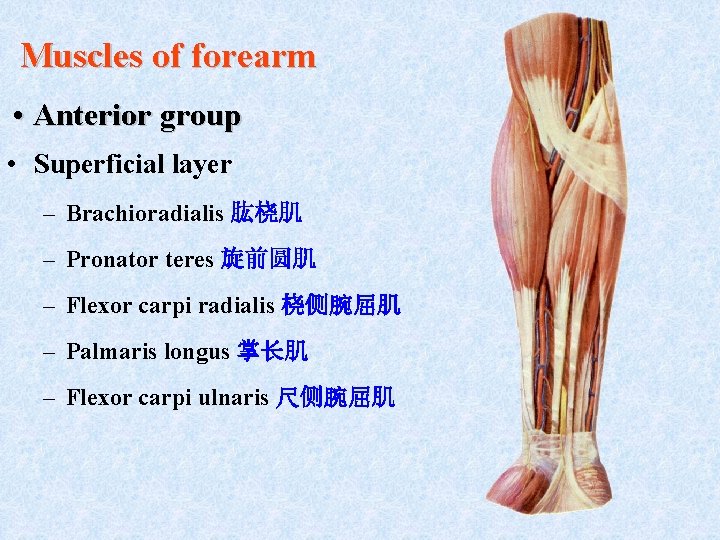 Muscles of forearm • Anterior group • Superficial layer – Brachioradialis 肱桡肌 – Pronator