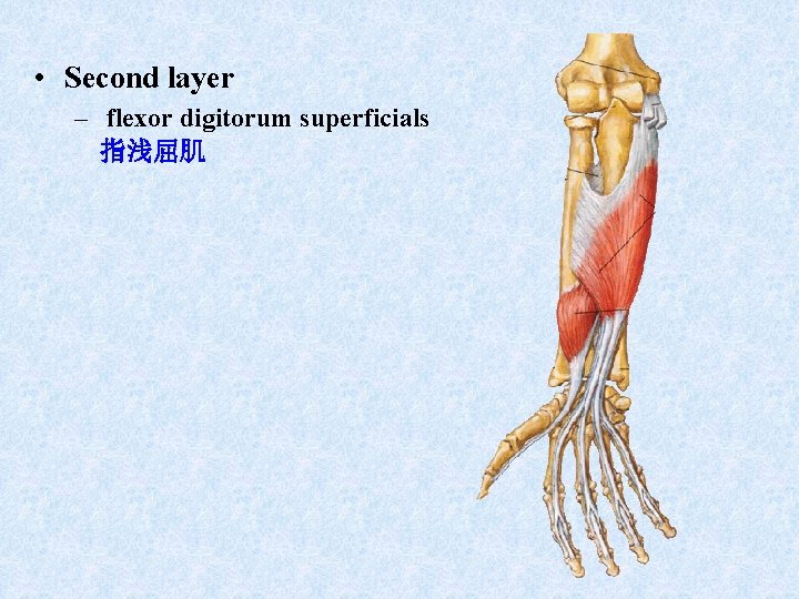 • Second layer – flexor digitorum superficials 指浅屈肌 