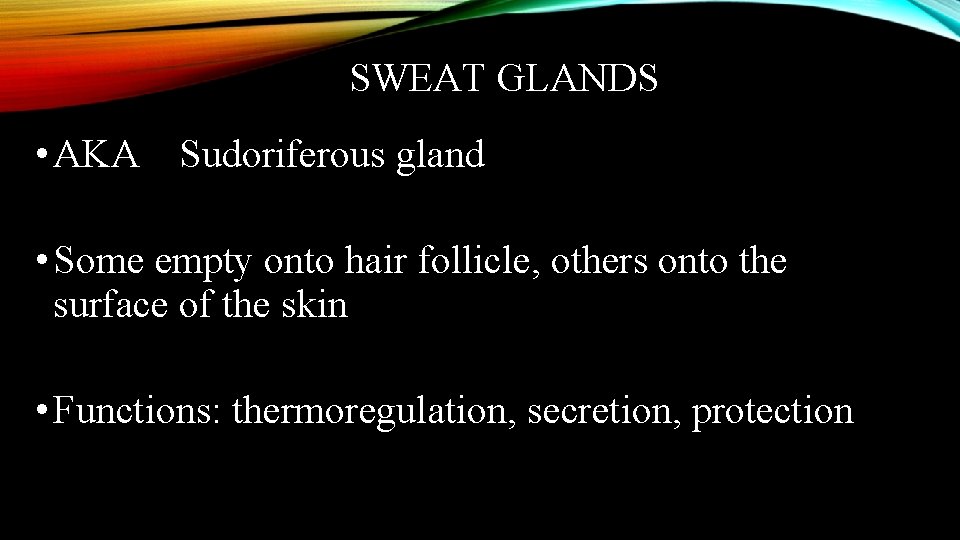 SWEAT GLANDS • AKA Sudoriferous gland • Some empty onto hair follicle, others onto