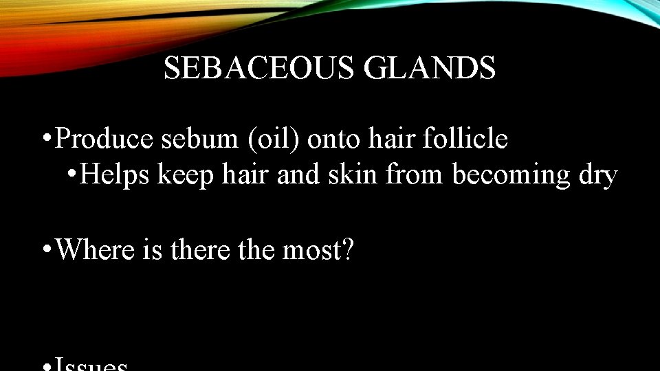 SEBACEOUS GLANDS • Produce sebum (oil) onto hair follicle • Helps keep hair and