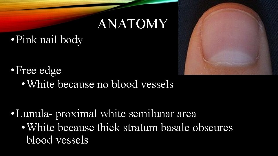 ANATOMY • Pink nail body • Free edge • White because no blood vessels