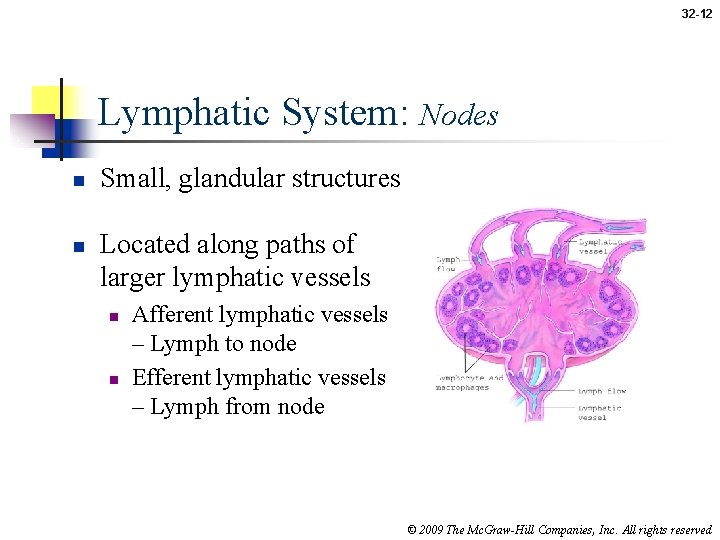 32 -12 Lymphatic System: Nodes n n Small, glandular structures Located along paths of