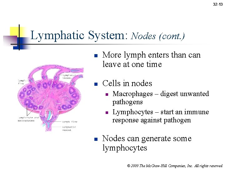 32 -13 Lymphatic System: Nodes (cont. ) n n More lymph enters than can