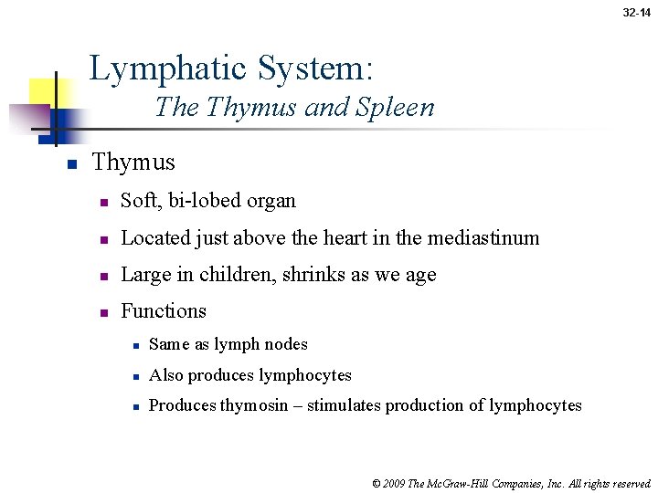 32 -14 Lymphatic System: The Thymus and Spleen n Thymus n Soft, bi-lobed organ
