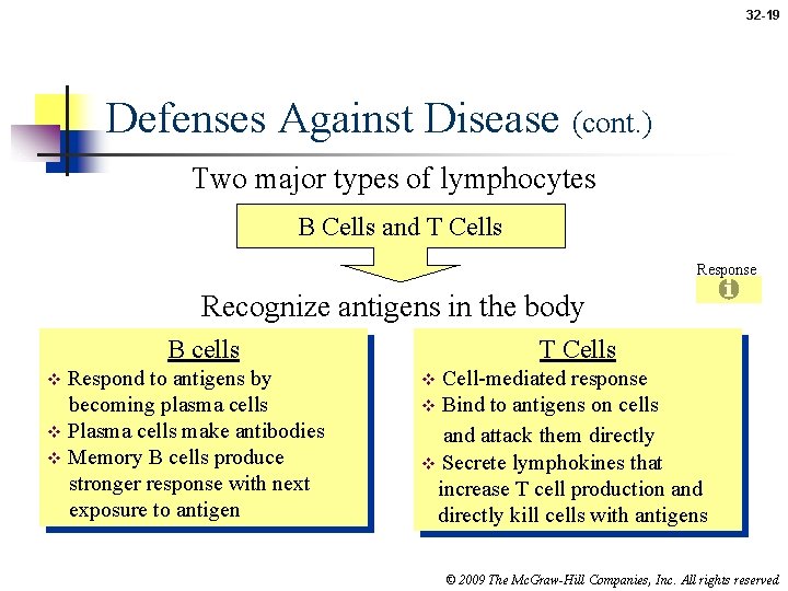 32 -19 Defenses Against Disease (cont. ) Two major types of lymphocytes B Cells