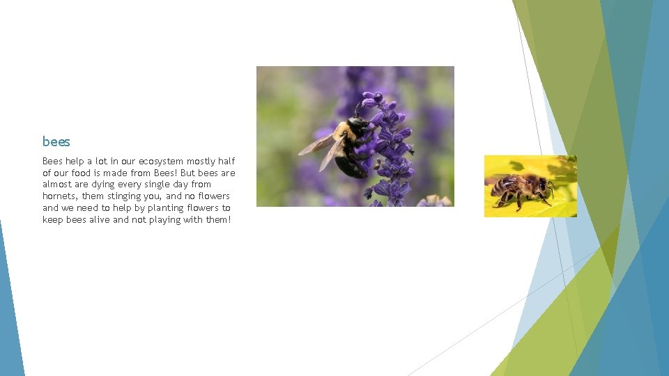 bees Bees help a lot in our ecosystem mostly half of our food is