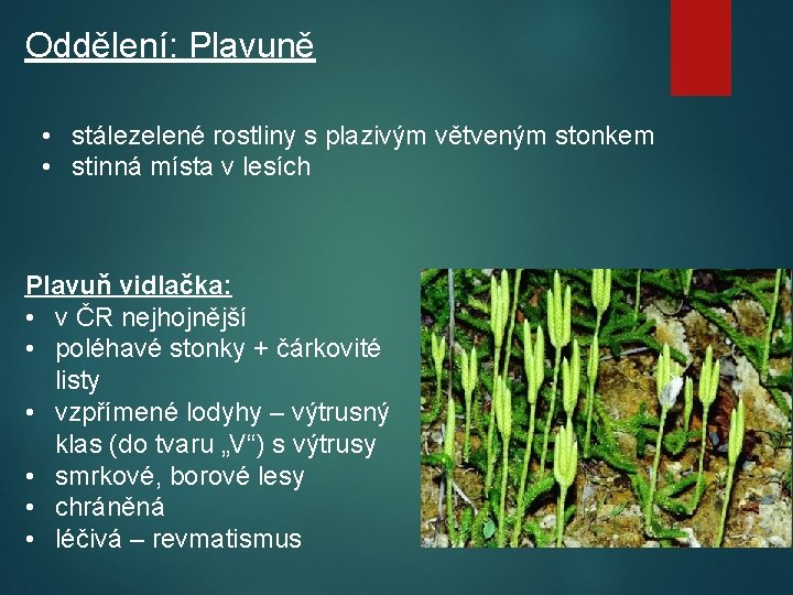 Oddělení: Plavuně • stálezelené rostliny s plazivým větveným stonkem • stinná místa v lesích