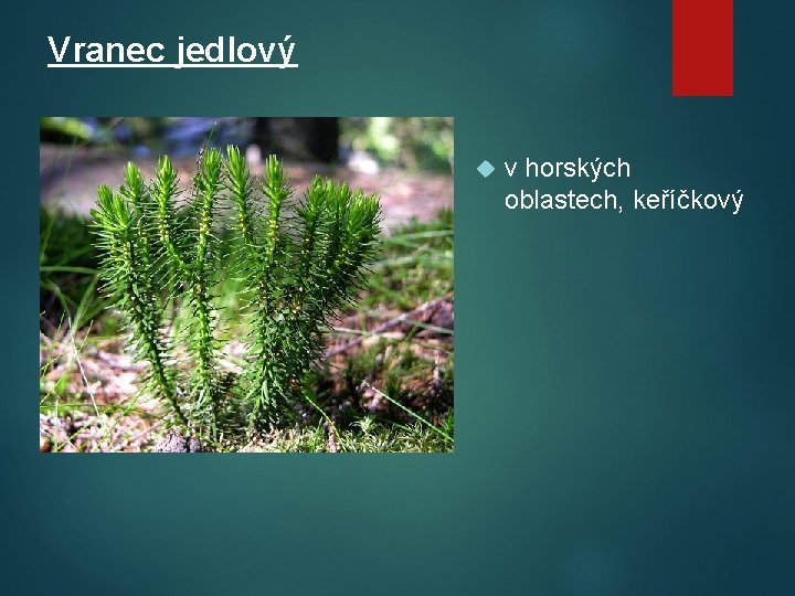 Vranec jedlový v horských oblastech, keříčkový 