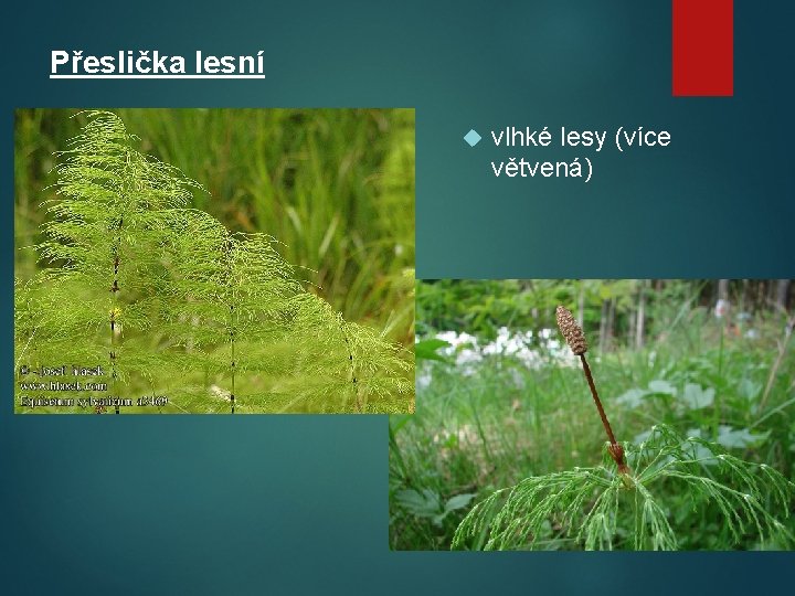 Přeslička lesní vlhké lesy (více větvená) 