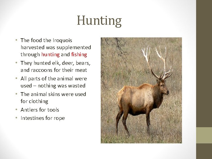 Hunting • The food the Iroquois harvested was supplemented through hunting and fishing •