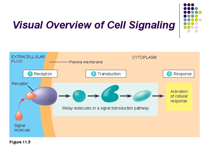 Visual Overview of Cell Signaling 