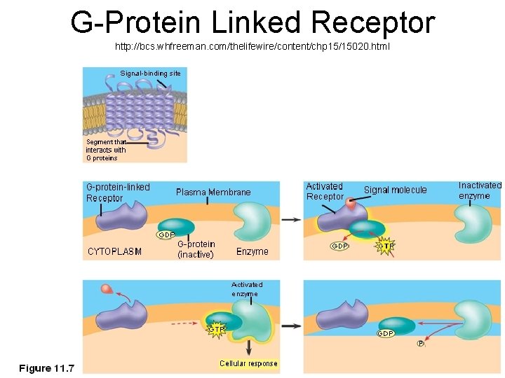G-Protein Linked Receptor http: //bcs. whfreeman. com/thelifewire/content/chp 15/15020. html 