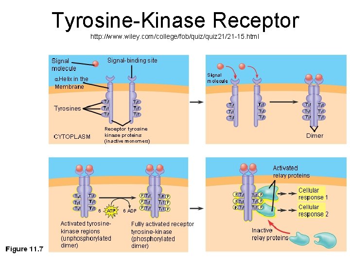 Tyrosine-Kinase Receptor http: //www. wiley. com/college/fob/quiz 21/21 -15. html 