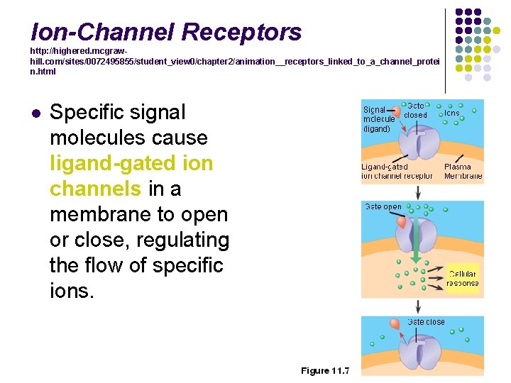 Ion-Channel Receptors http: //highered. mcgrawhill. com/sites/0072495855/student_view 0/chapter 2/animation__receptors_linked_to_a_channel_protei n. html l Specific signal molecules