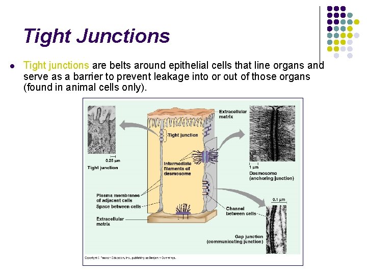 Tight Junctions l Tight junctions are belts around epithelial cells that line organs and