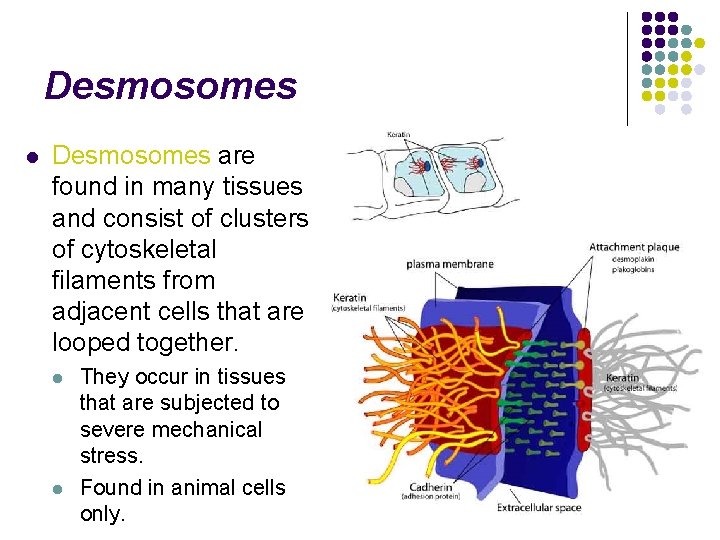 Desmosomes l Desmosomes are found in many tissues and consist of clusters of cytoskeletal