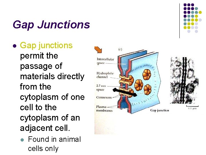 Gap Junctions l Gap junctions permit the passage of materials directly from the cytoplasm