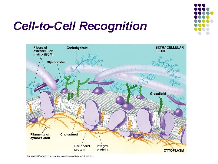 Cell-to-Cell Recognition 