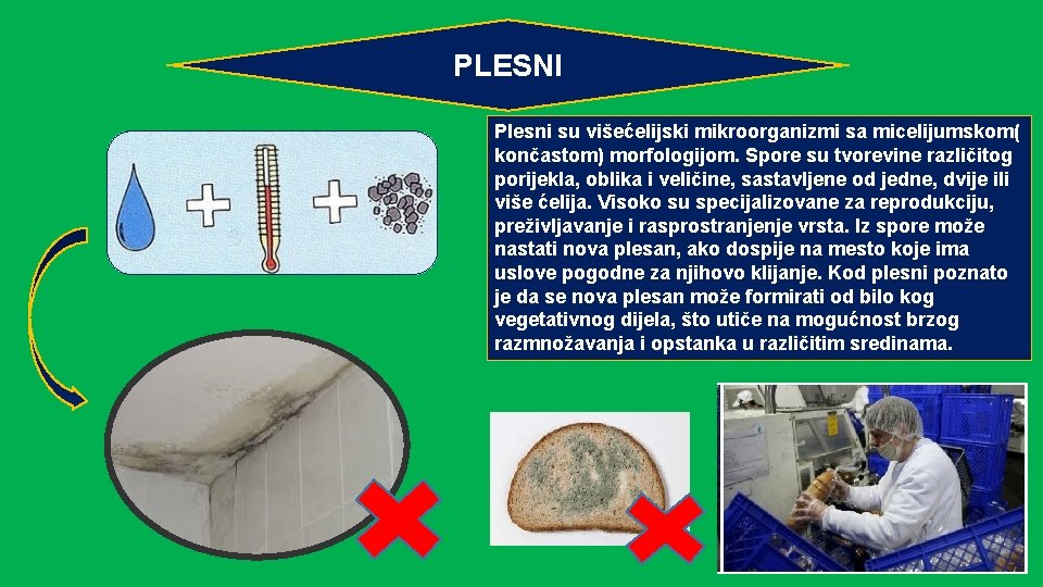 PLESNI Plesni su višećelijski mikroorganizmi sa micelijumskom( končastom) morfologijom. Spore su tvorevine različitog porijekla,