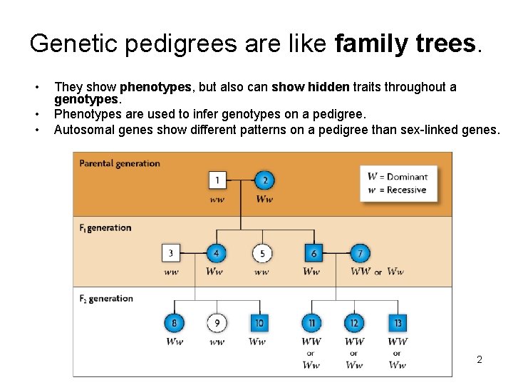 Genetic pedigrees are like family trees. • • • They show phenotypes, but also