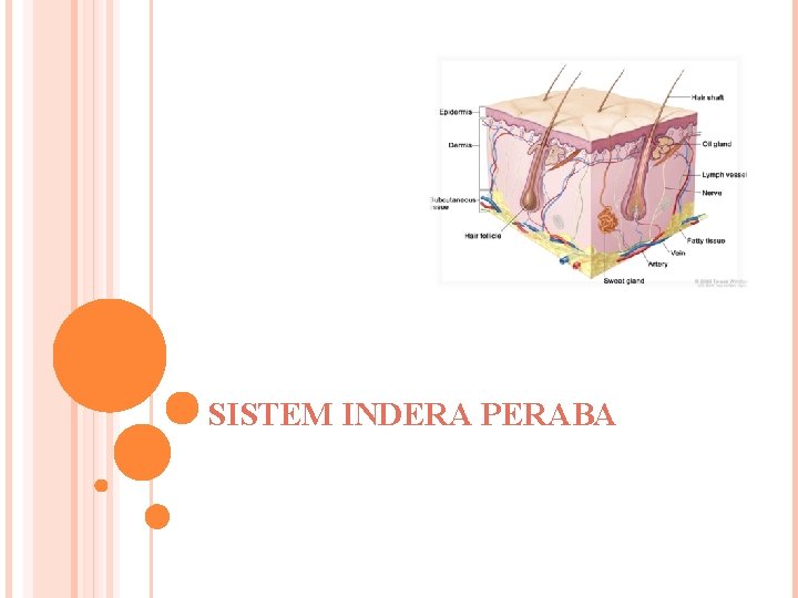 SISTEM INDERA PERABA 