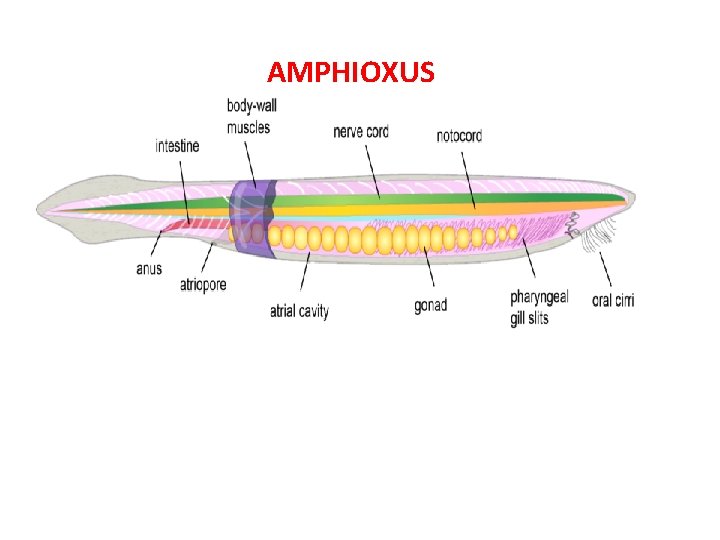 Cepalochordata General characters 1 Looks like Lance eel