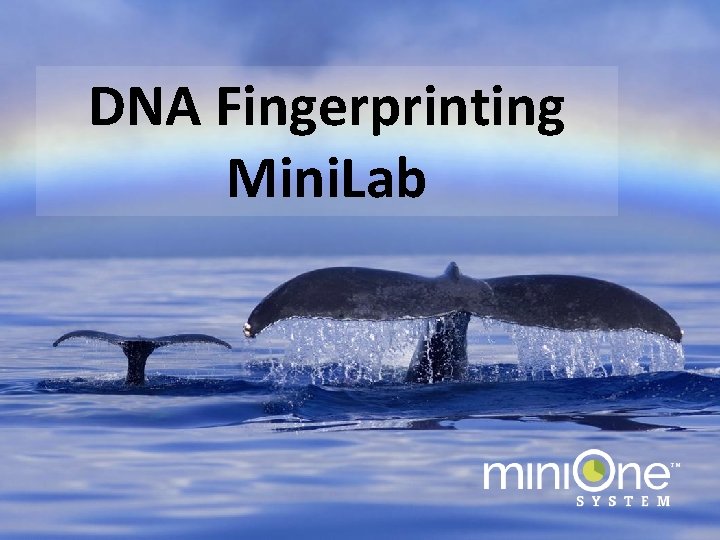 DNA Fingerprinting Mini. Lab 
