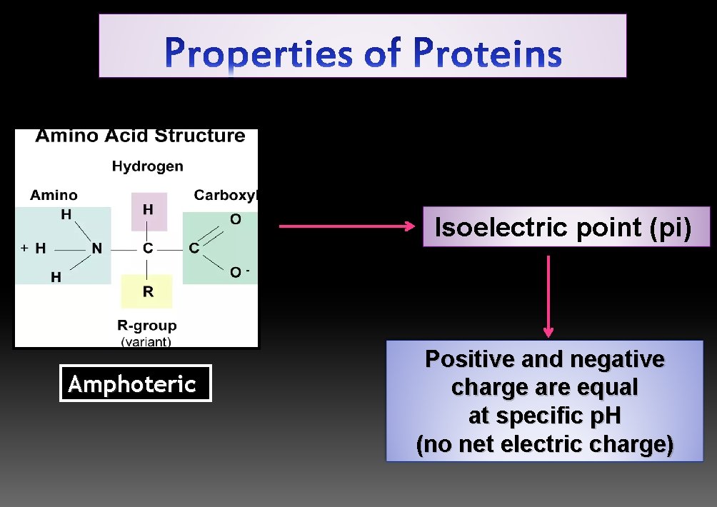 Isoelectric point (pi) Amphoteric Positive and negative charge are equal at specific p. H